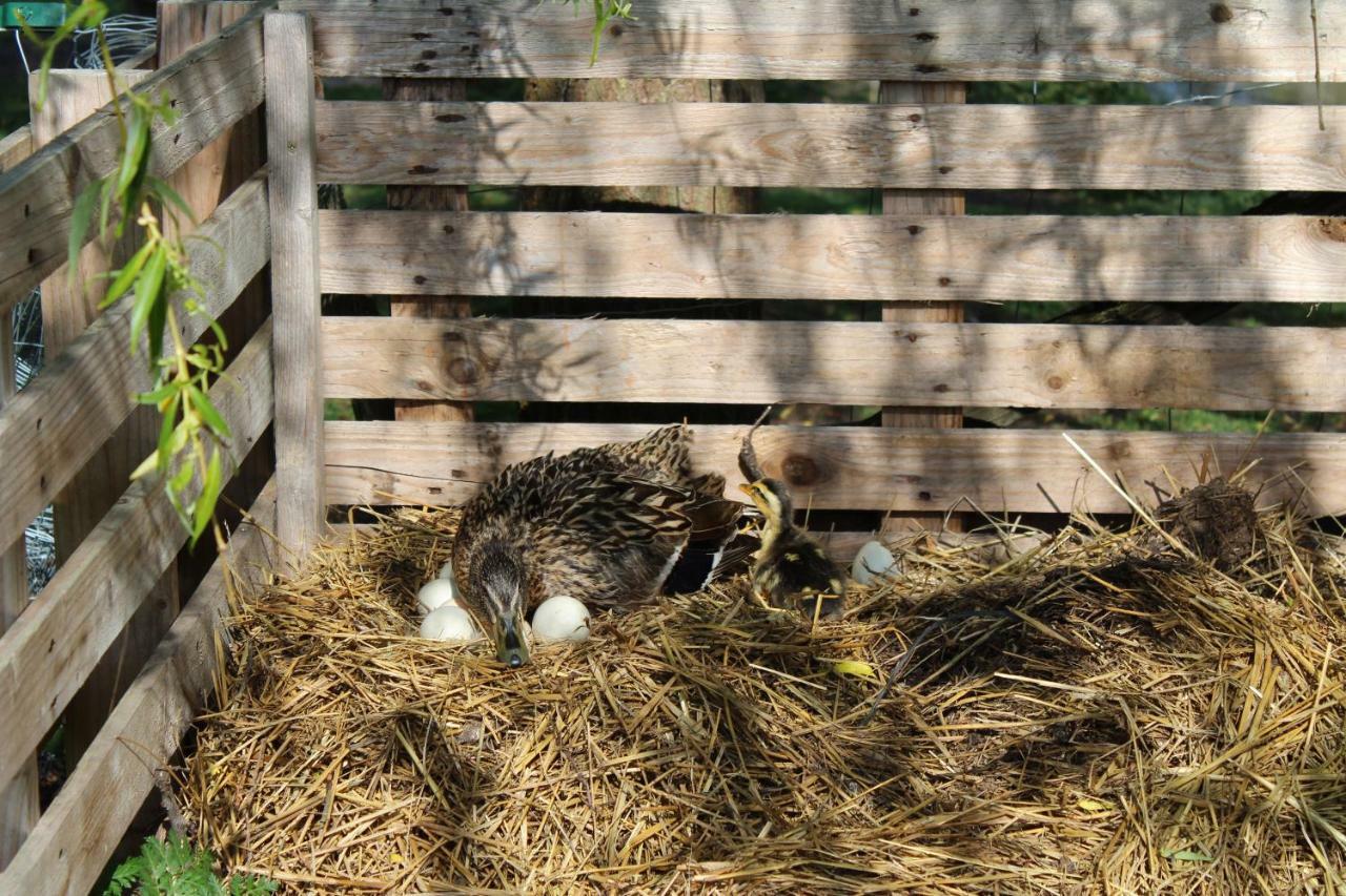 Ferme Des Poulardieres Villa Crouy-sur-Cosson Buitenkant foto